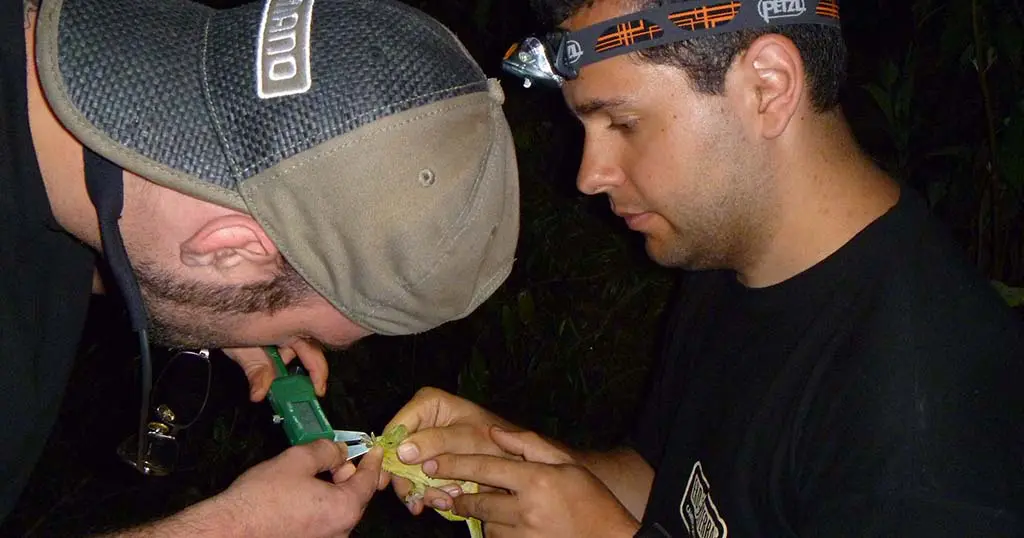 Chameleons Experience
