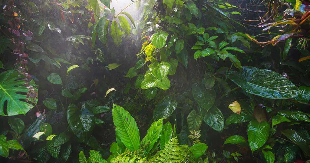 Terrarium Conditions
