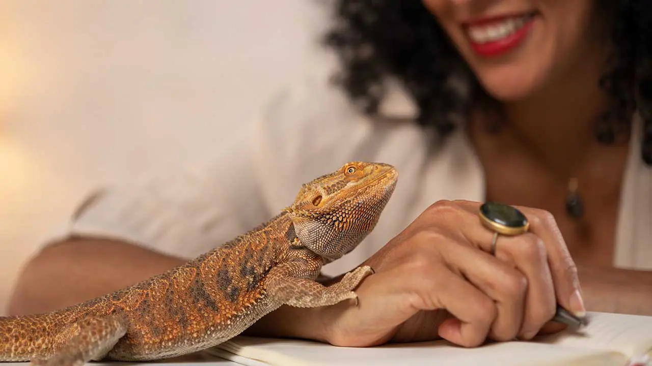 Academy Reptile