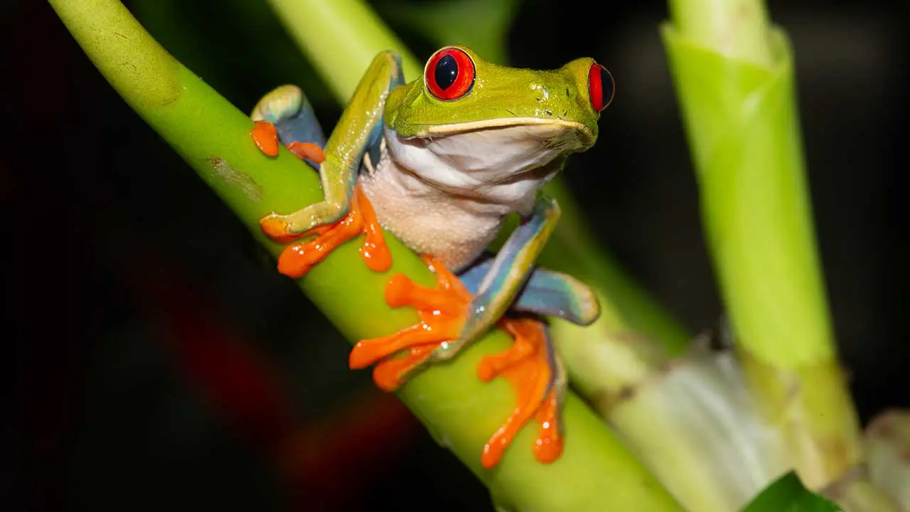 Care Guides Frog
